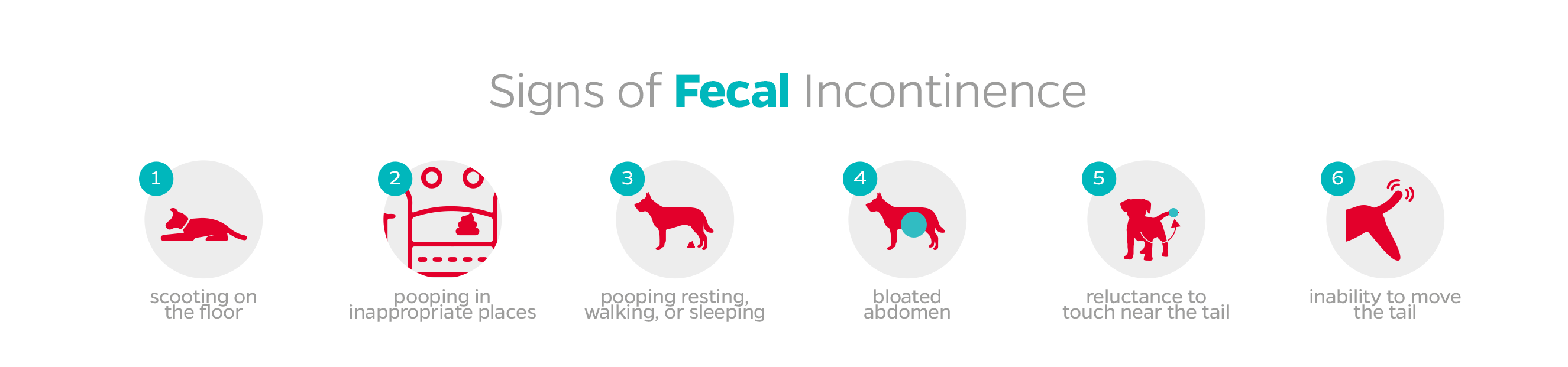 Fecal incontinence in dogs