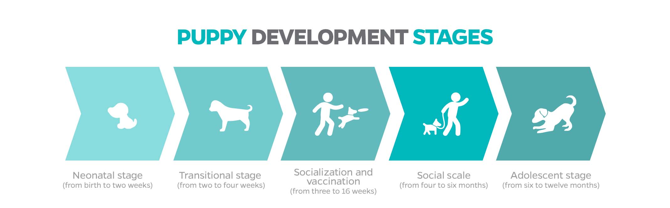 puppy development stages for first time dog owners