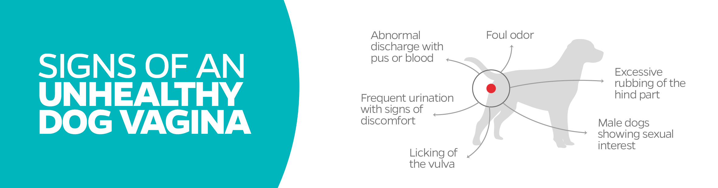 SIGNS OF AN UNHEALTHY DOG VAGINA, dog vagina, dog vulva