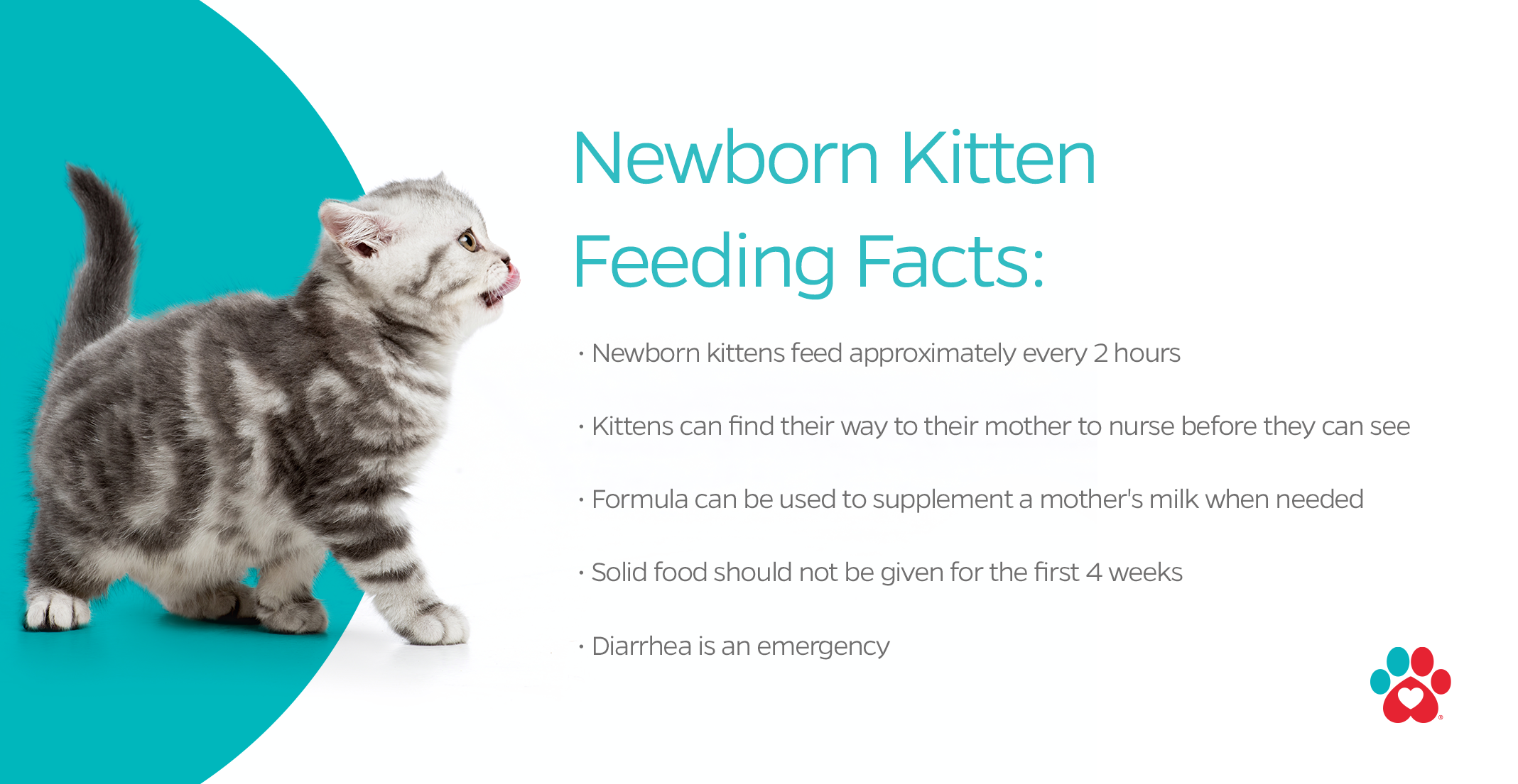 newborn kitten nutrition, what to feed a newborn kitten