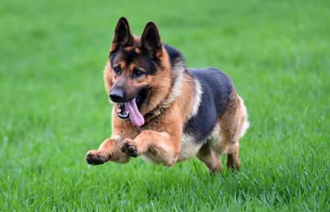 what is bloat in dogs