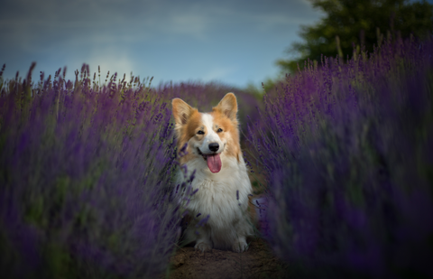 lavender for dogs, is lavender toxic to dogs