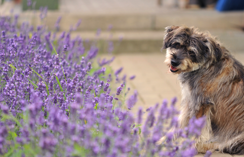 is lavender oil safe for dogs?