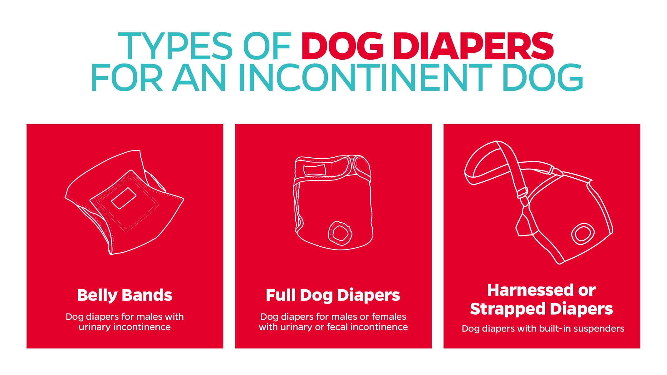 dog diaper and belly band for incontinence
