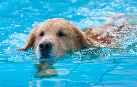 dog swimming pool, can all dogs swim, dog swimming