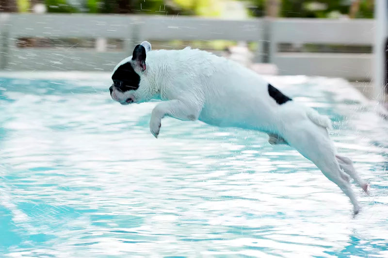 dog swimming, dog swimming pool near me