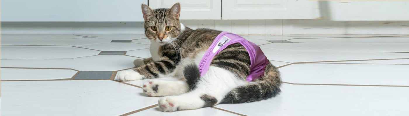 reusable cat diapers