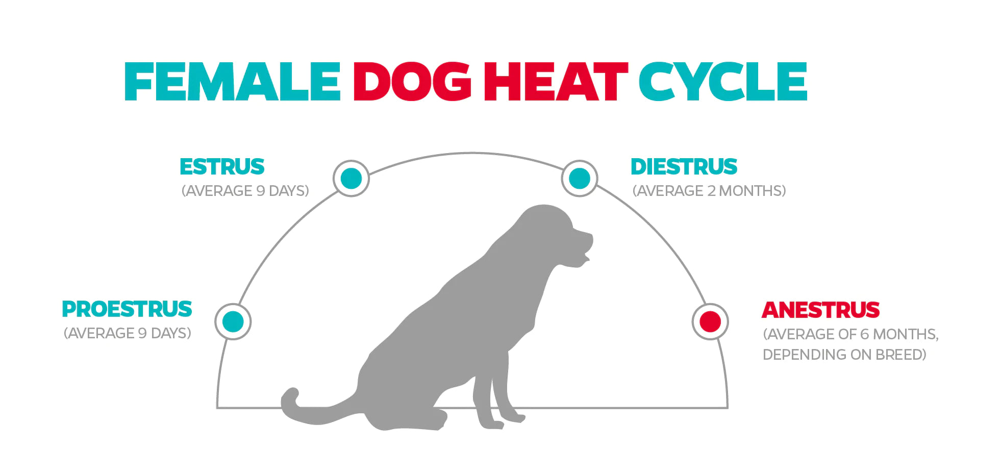 how often do bulldogs go in heat