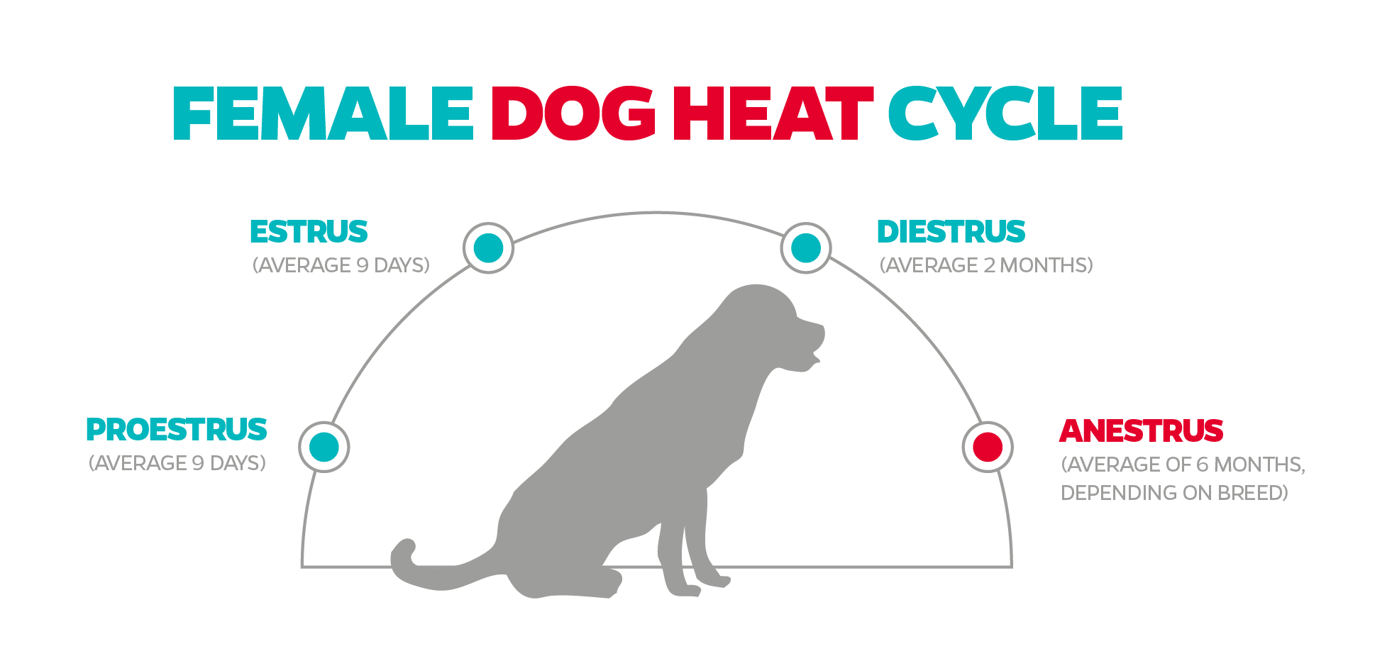 how can i stop my female dog from being in heat