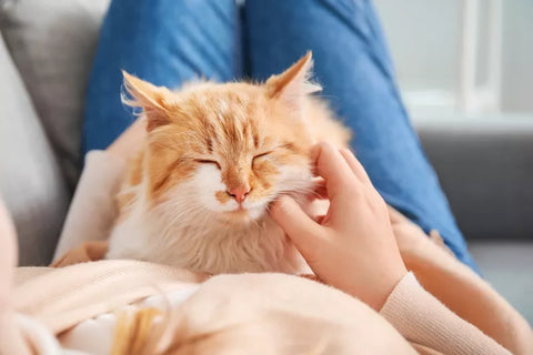 how to treat cat asthma