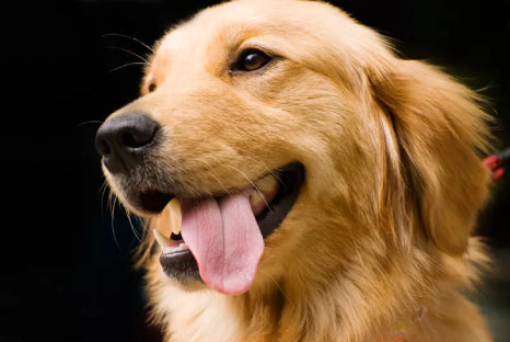 managing dog diarrhea, What to Give Dogs for Diarrhea