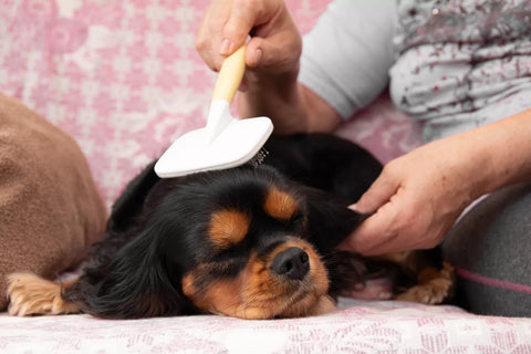 can dogs get dandruff?