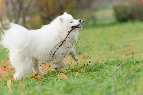 how many times should a dog eat a day