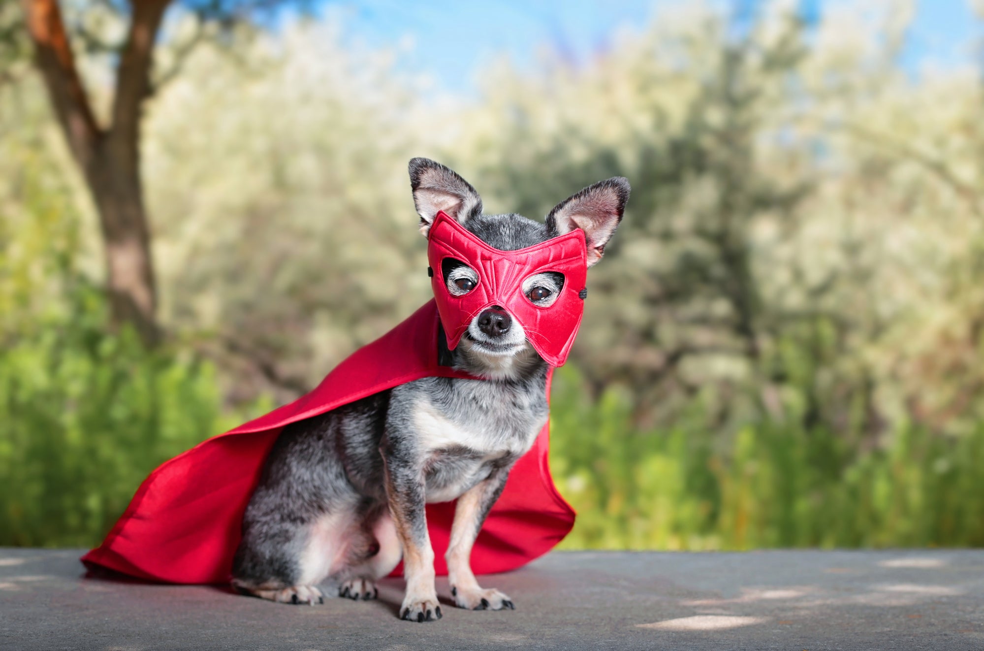 halloween costumes for dogs