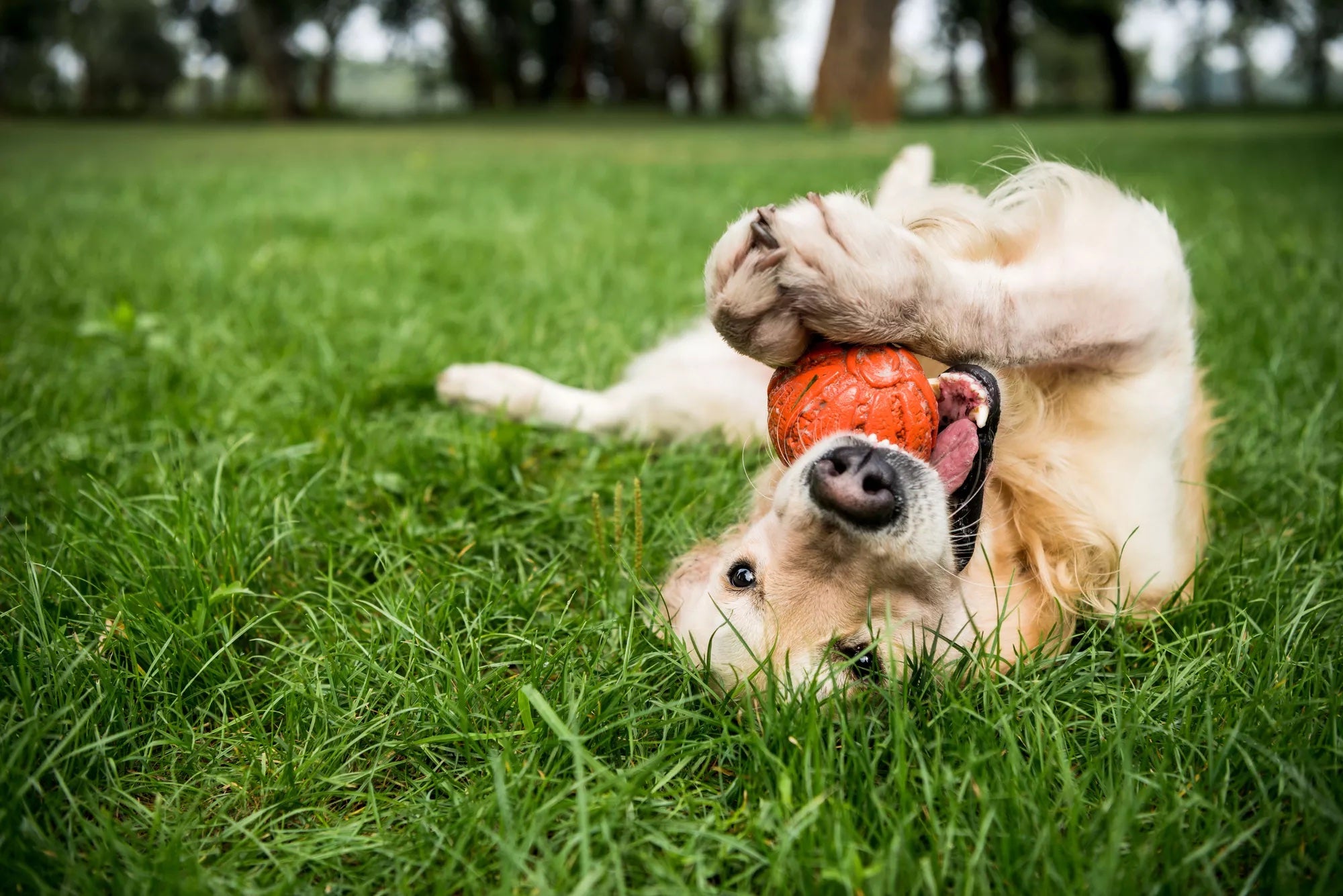 benadryl for dogs, can you use benadryl on dogs