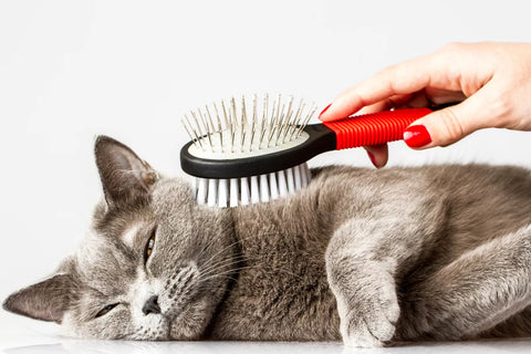 grooming a cat, cat grooming