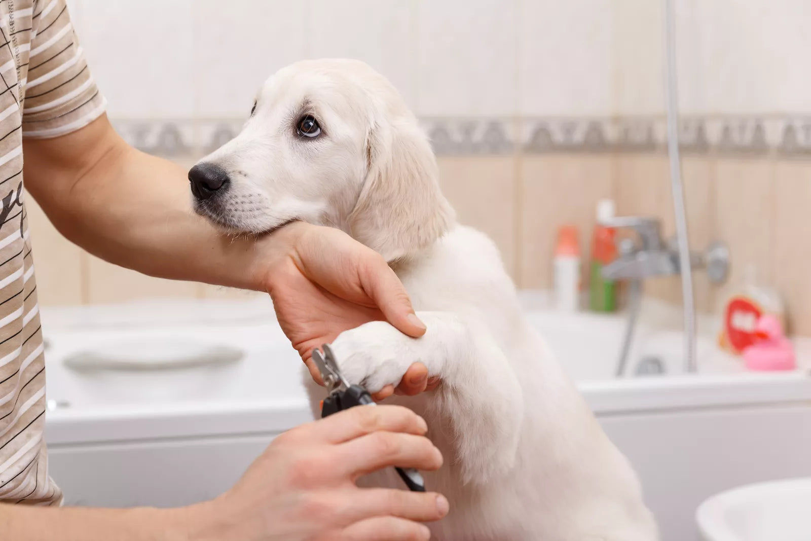 how to groom a dog