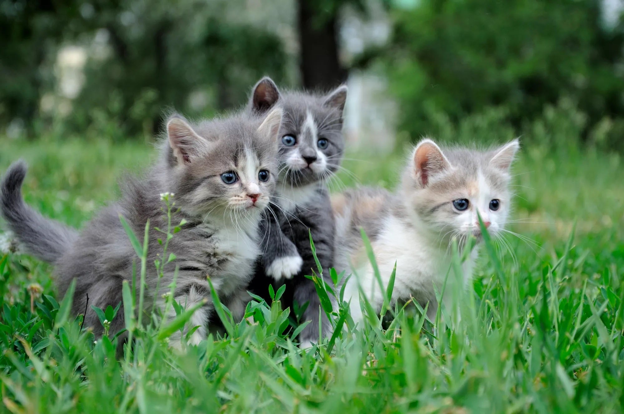 guide to raising a kitten, kitten care