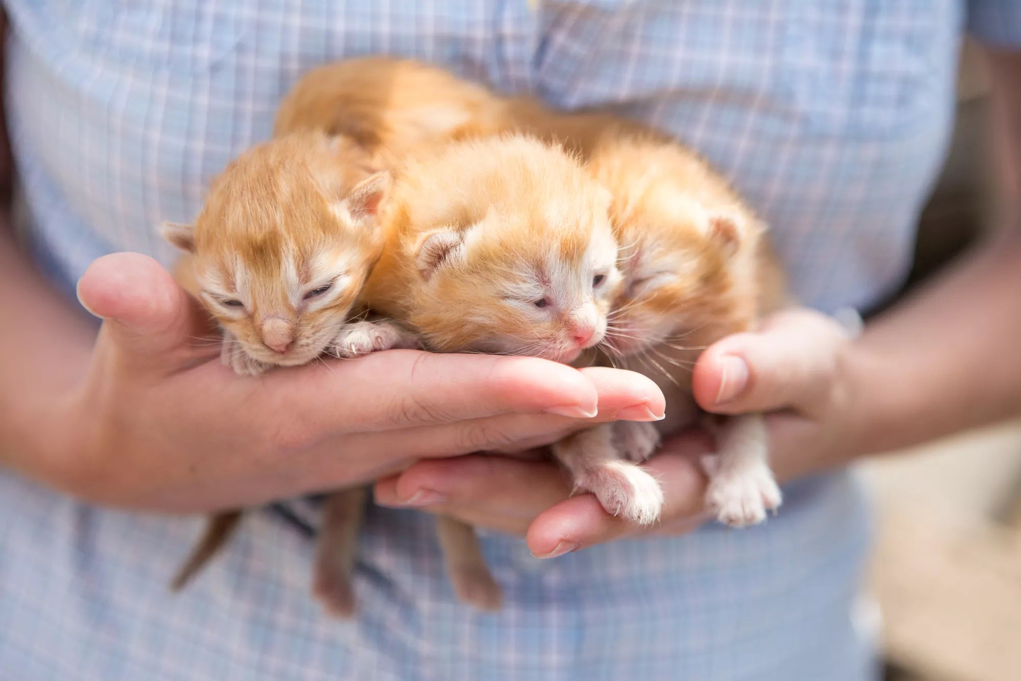 how to take care of a kitten: raising a kitten