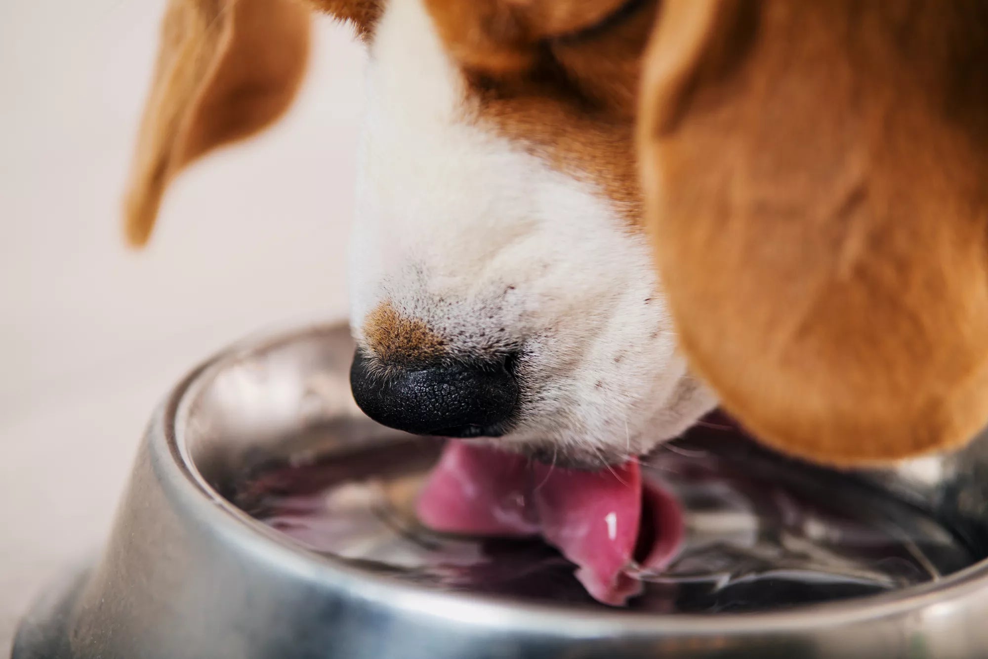 dog heat stroke treatment, signs of heat stroke in dogs