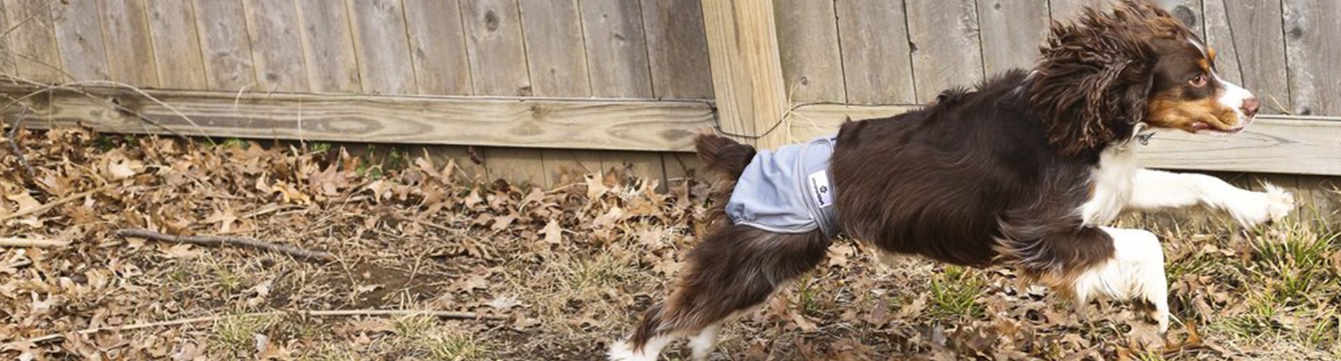 dog eating squirrel poop