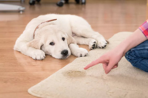 diaper on puppy, dog diapers for potty training