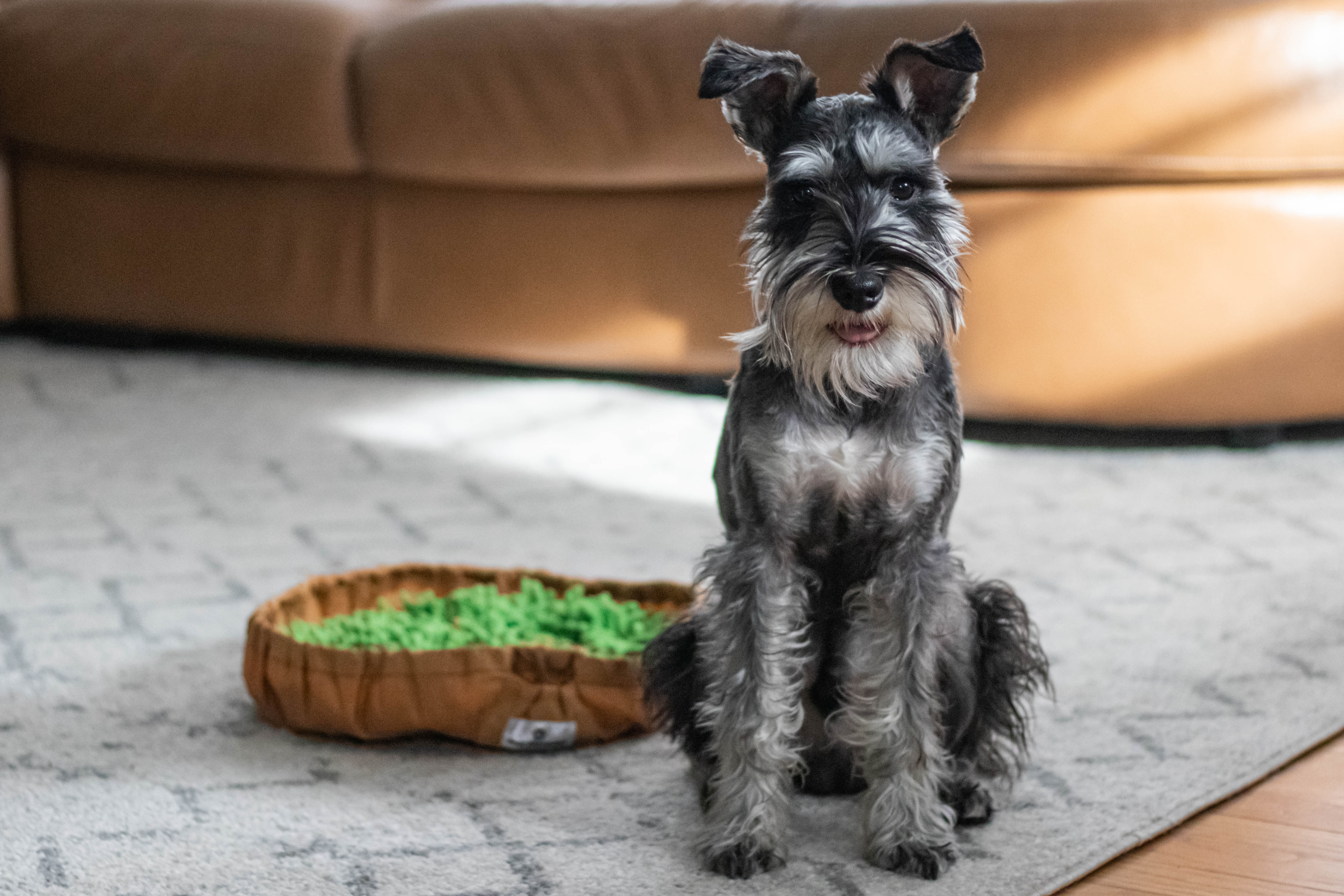 Why utilizing a Snuffle Mat will benefit your pup's brain! - District Dogs