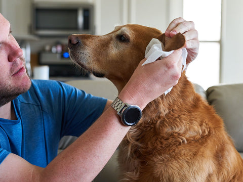 dogs ear smells like fish 