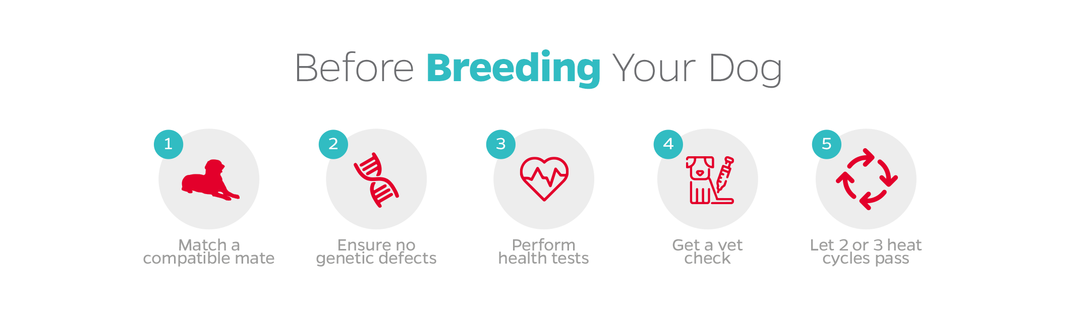 What to do before breeding your female dog