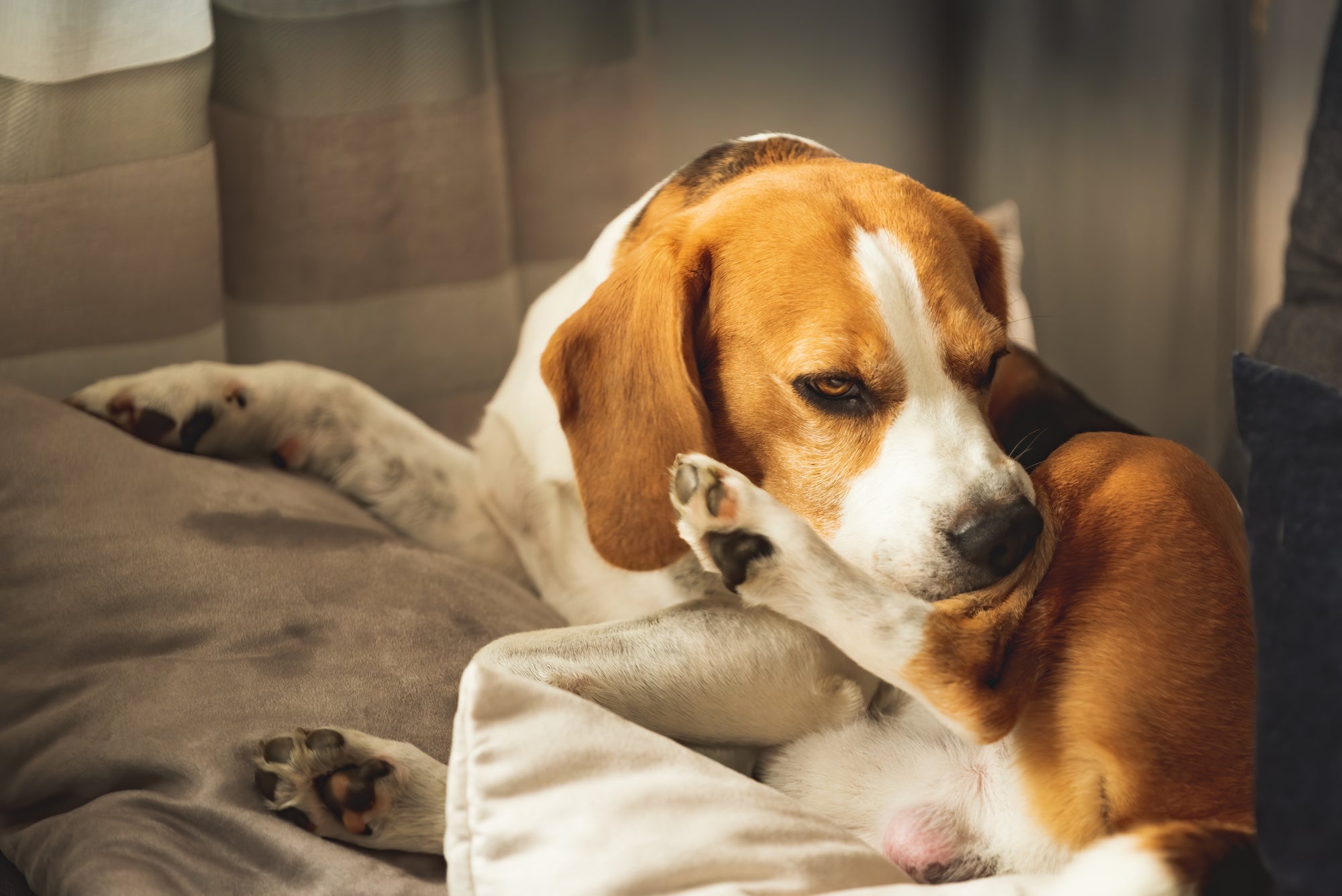 benadryl for dogs, benadryl dosage for dogs