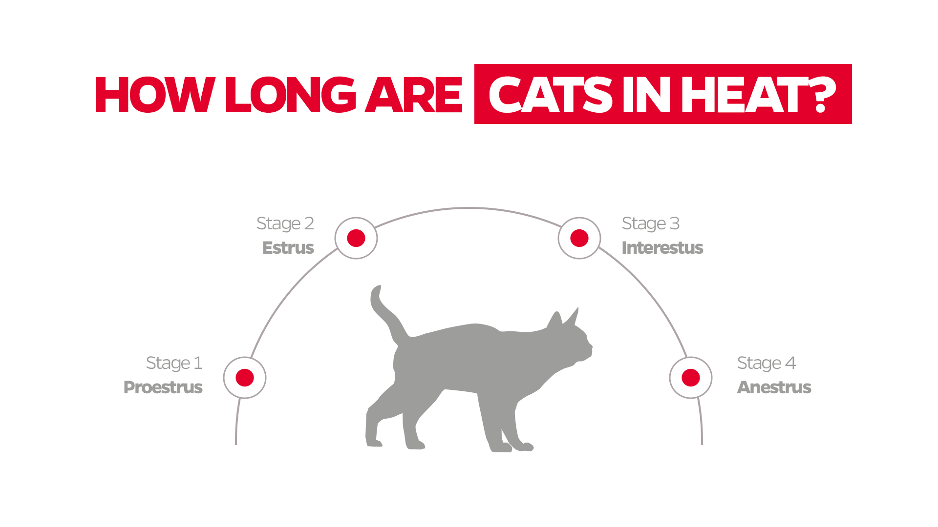 how long are cats in heat?