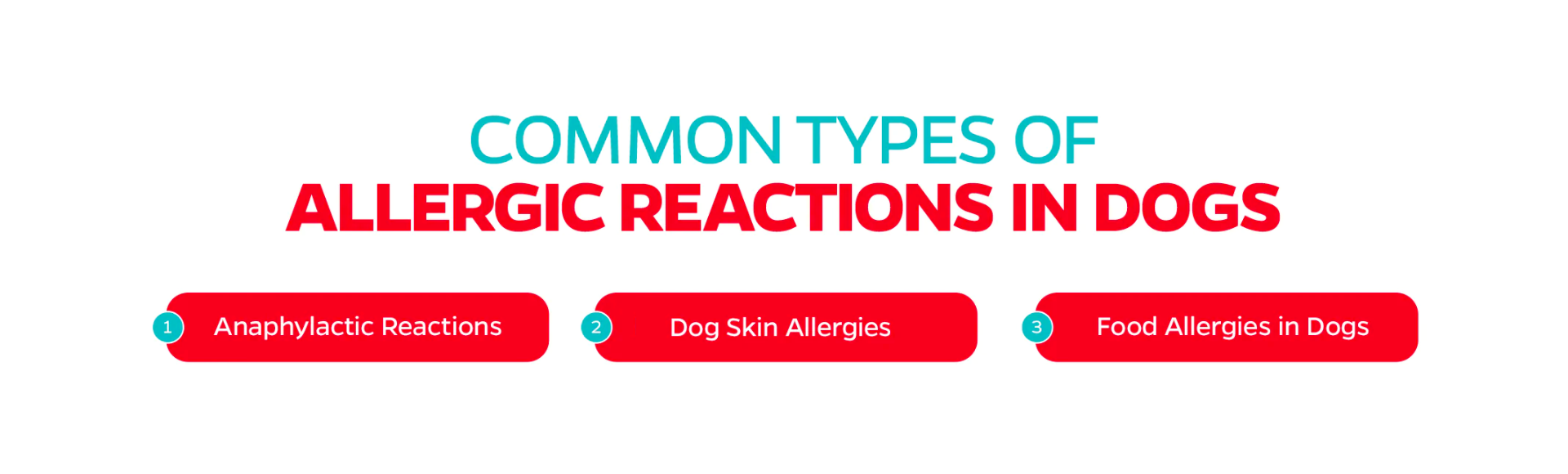 dog itchy skin, types of allergic reactions in dogs
