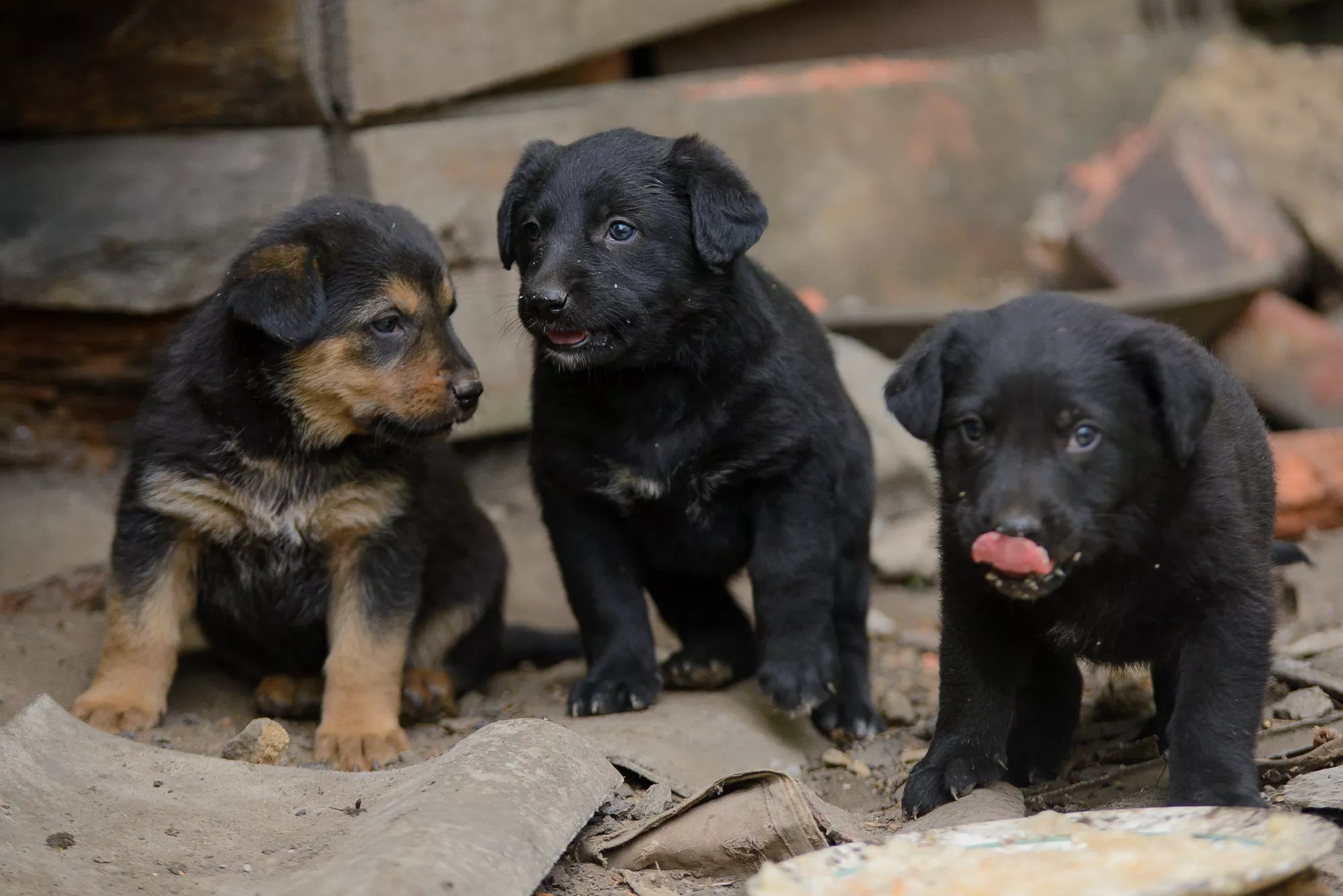 worms in dogs poop, types of worms in dogs