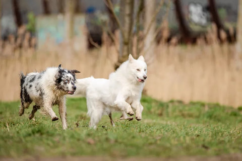 turmeric dogs, dog turmeric