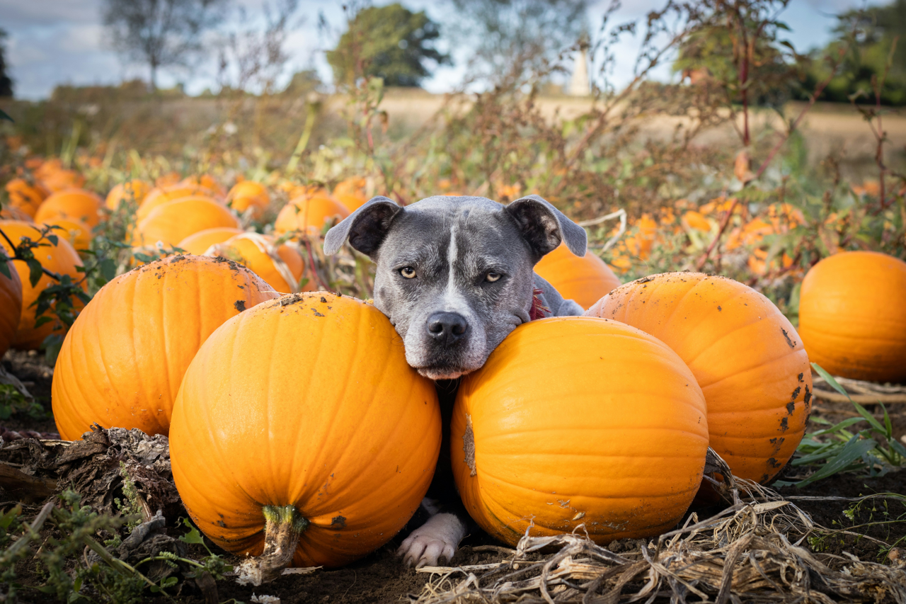 Pumpkin For Dogs