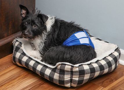 diaper rash treatment for dogs