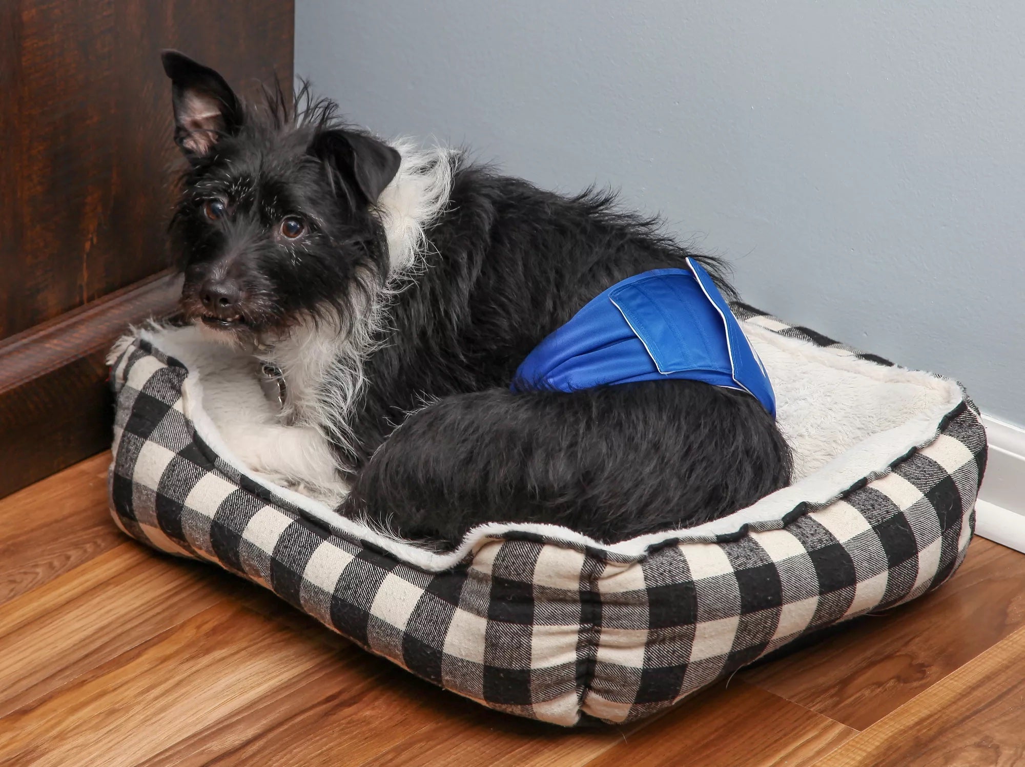 Belly bands for dog incontinence