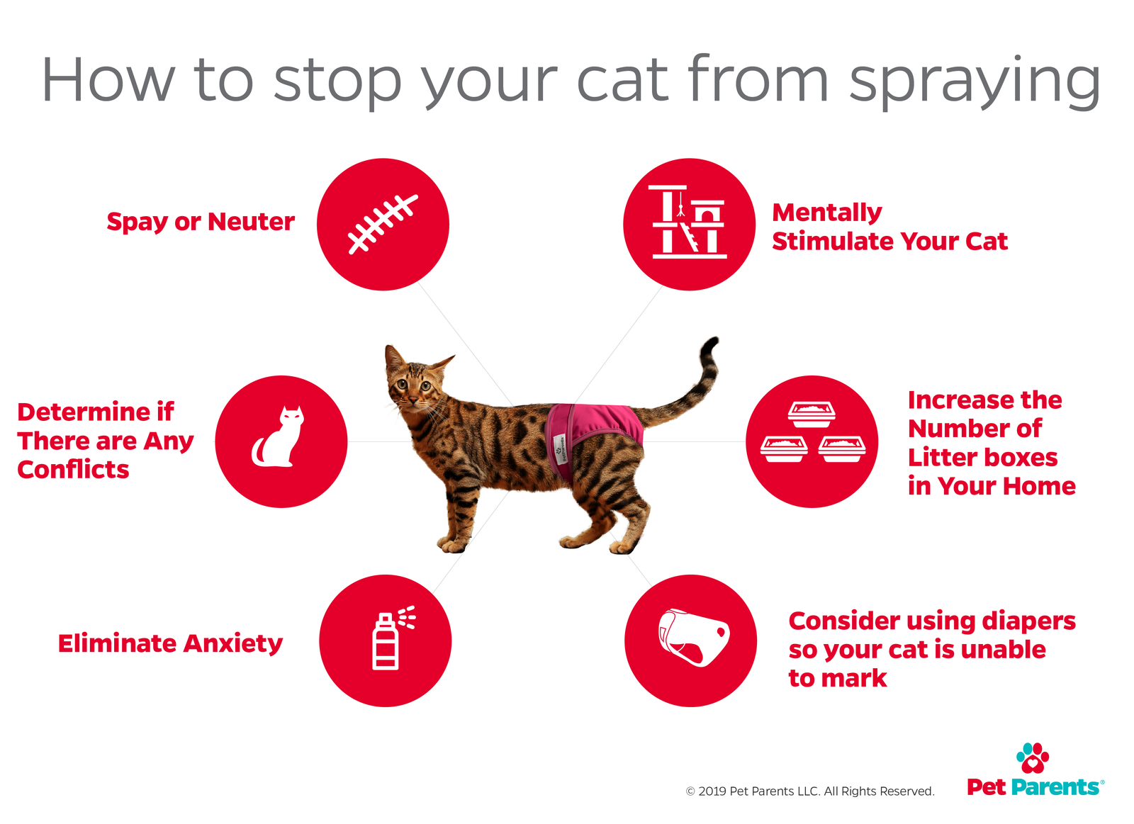 male cat marking in house