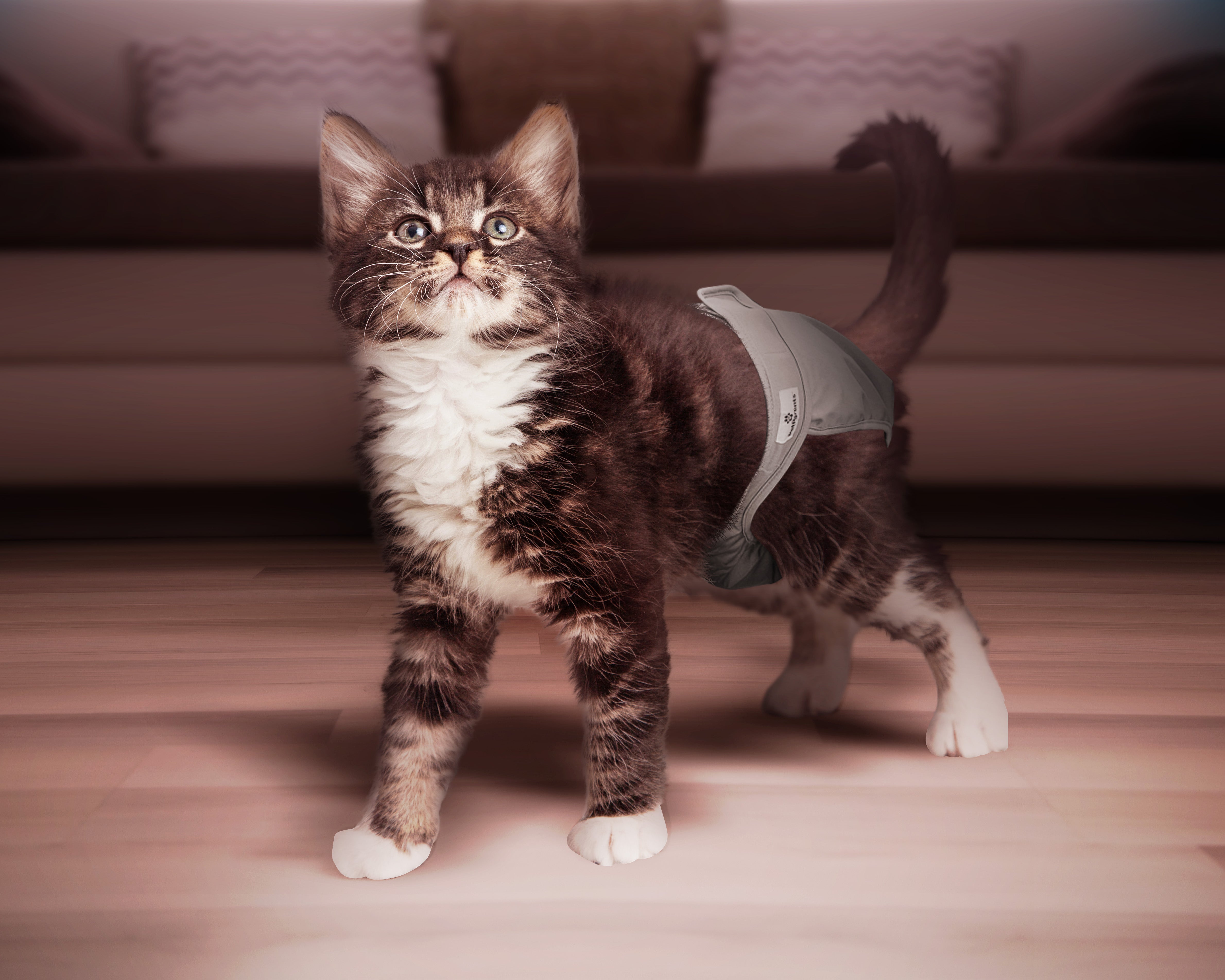 can cats wear diapers? diaper on cat,can incontinence cats wear diapers, are there cat diapers, cat wearing a diaper