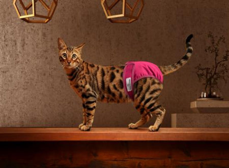 cat diapers, diapers for cats