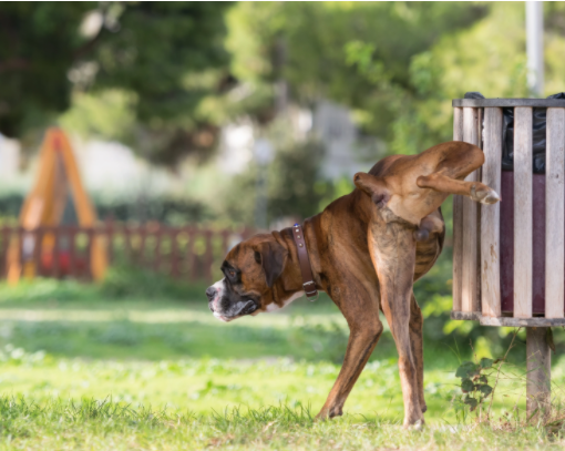 does getting a male dog fixed stop him from marking