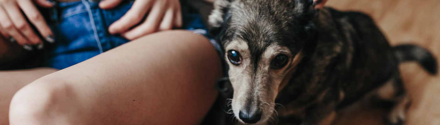 how-to-recognize-mental-illnesses-in-dogs