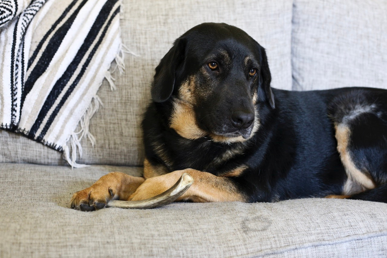 Deer Antler Chew for Dogs