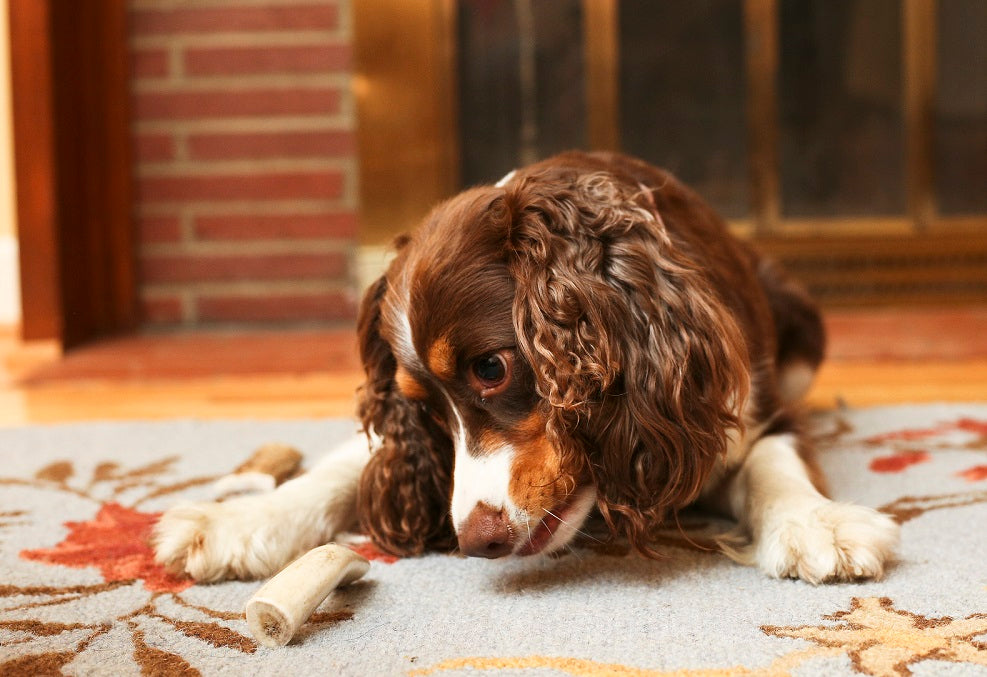 are antlers safe for dogs