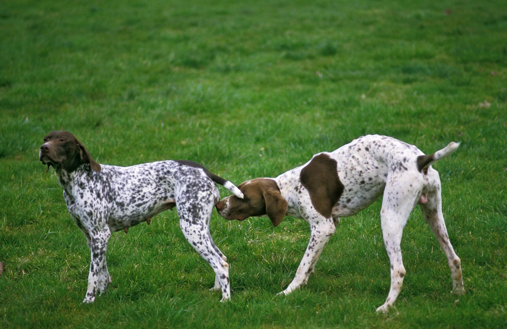 do female cats and dogs have periods