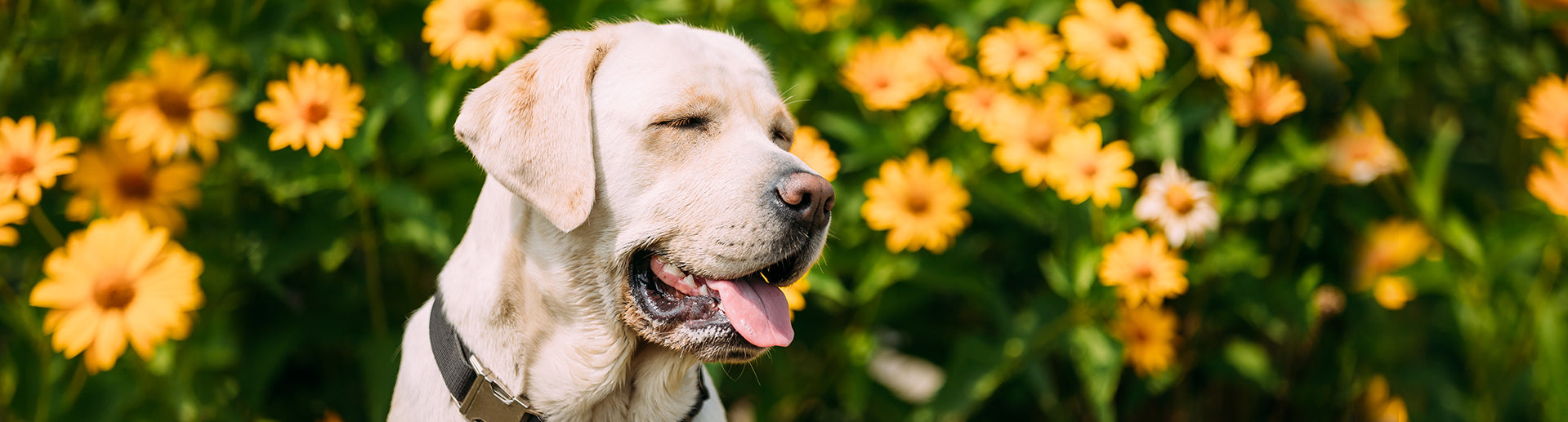 how long are dogs in heat the first time