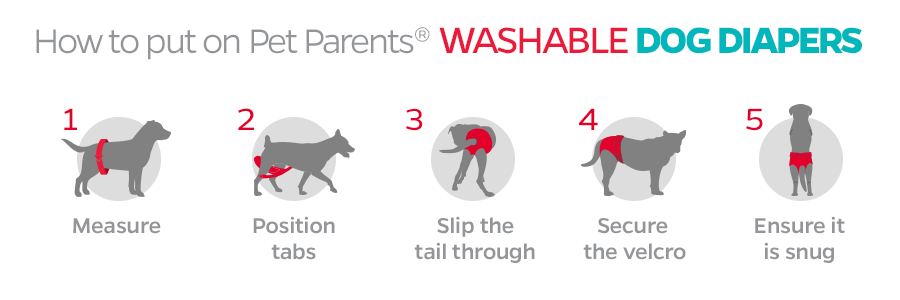 how to measure dog diapers, how to put a diaper on a dog