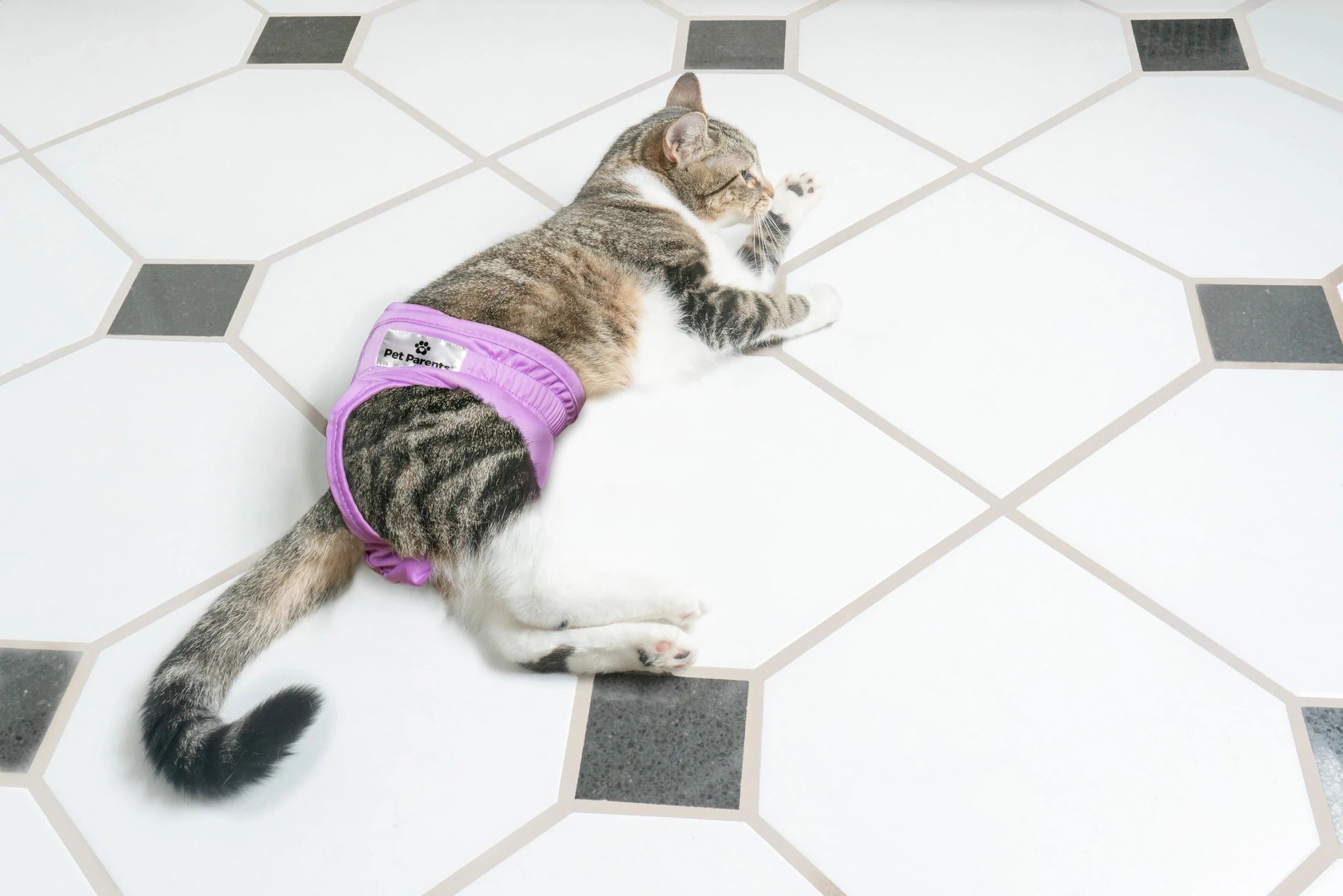 pampers cat, Can cats wear diapers? How often to change cat diaper