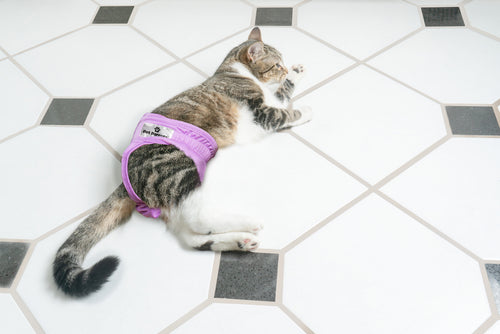 best disposable cat diapers