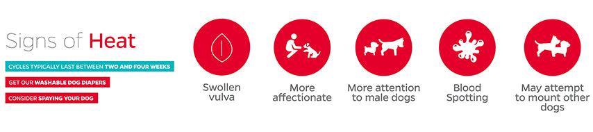 dog heat cycle chart, how long is a dog in heat